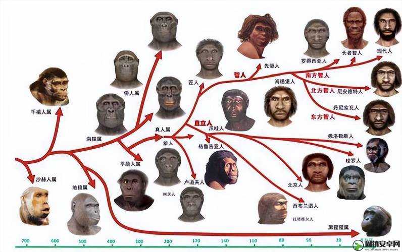 亚洲人和欧洲人谁更先一步完成进化：从考古学角度看