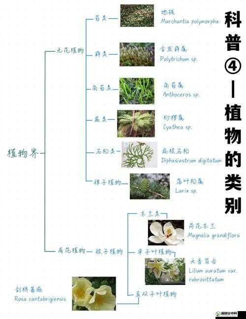 嫩草研究一二三四五六：深度剖析嫩草的生长规律与奥秘